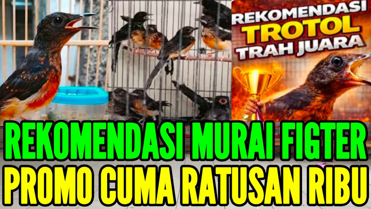 🔴 REKOMENDASI !! MURAI TROTOL FIGTER HARGA MULAI 900RB AJA 0838-7553-6945