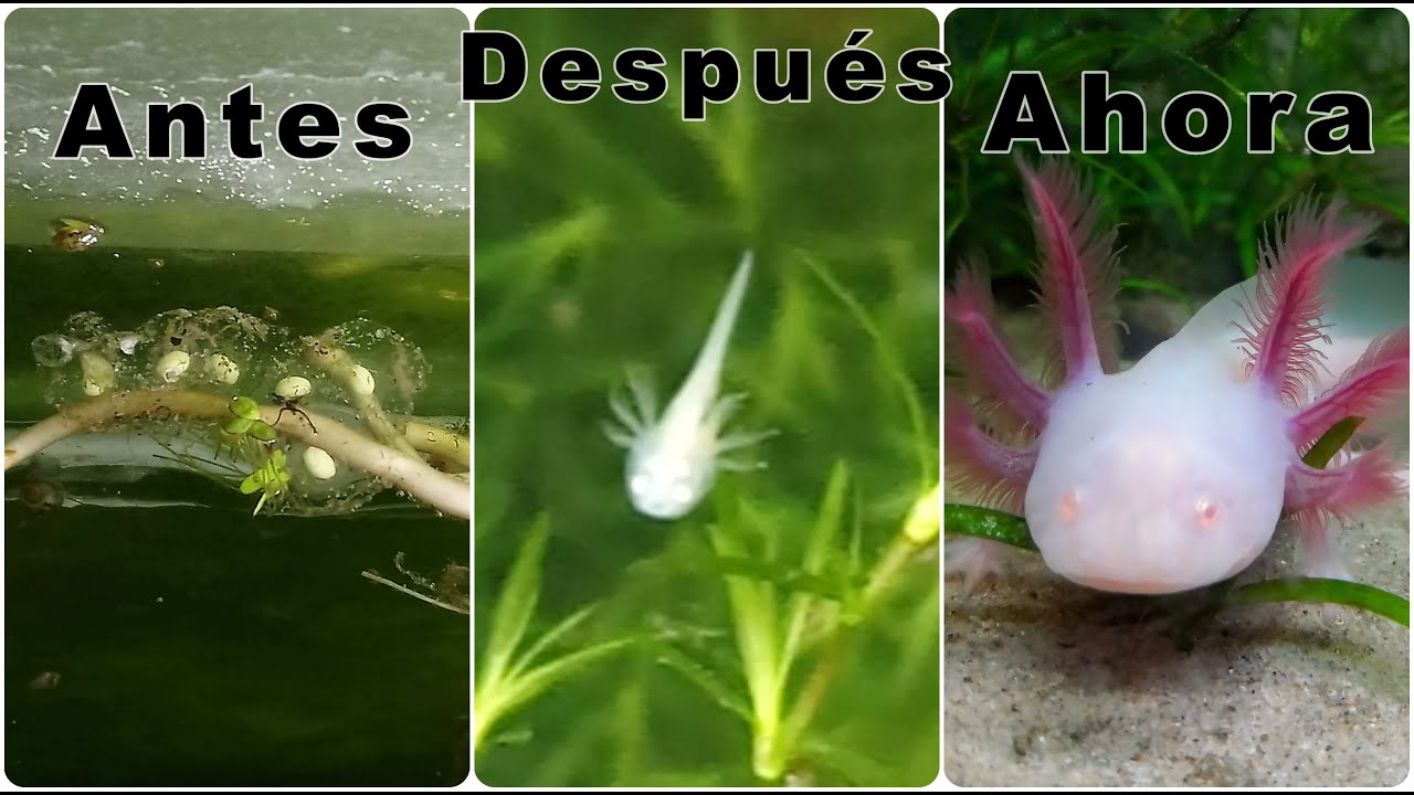 Seguimiento a puesta de ajolotes, axolotl, Ambystoma Mexicanum, huevos de ajolotes/Chilango Pez