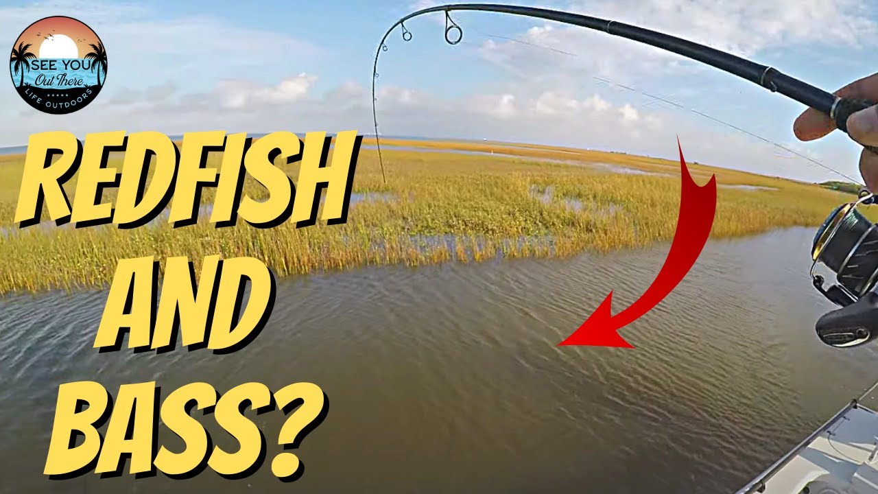 Redfish and Bass in the same Galveston marsh?