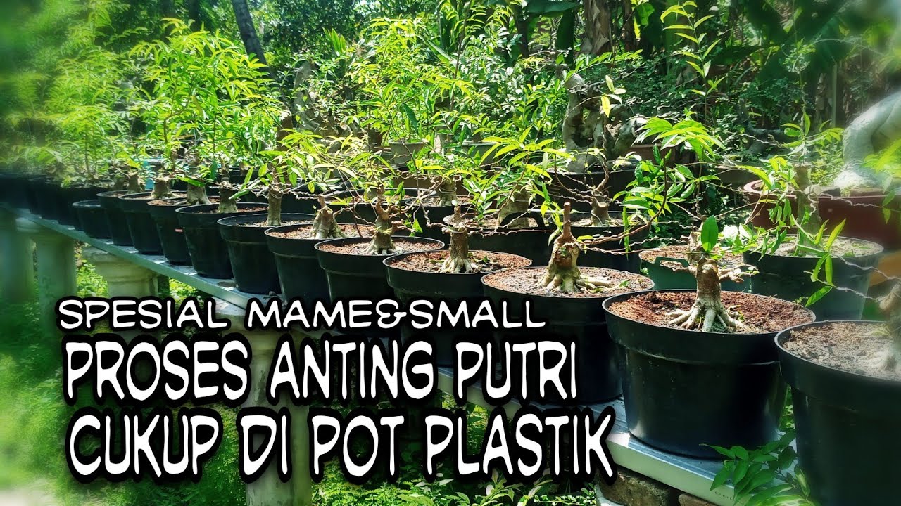 PROGRAM BONSAI ANTING PUTRI MAME SMALL HANYA DI POT PLASTIK