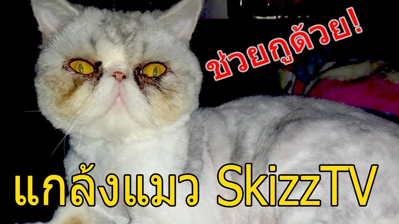 Skizzไม่อยู่บ้าน แกล้งแมวมัน!