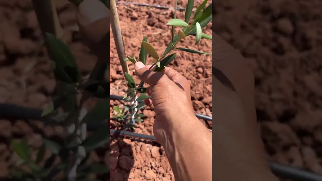 اأشجار الزيتون الصغيرة 🫒 المعاملات الفلاحية الضرورية بعد الغرس