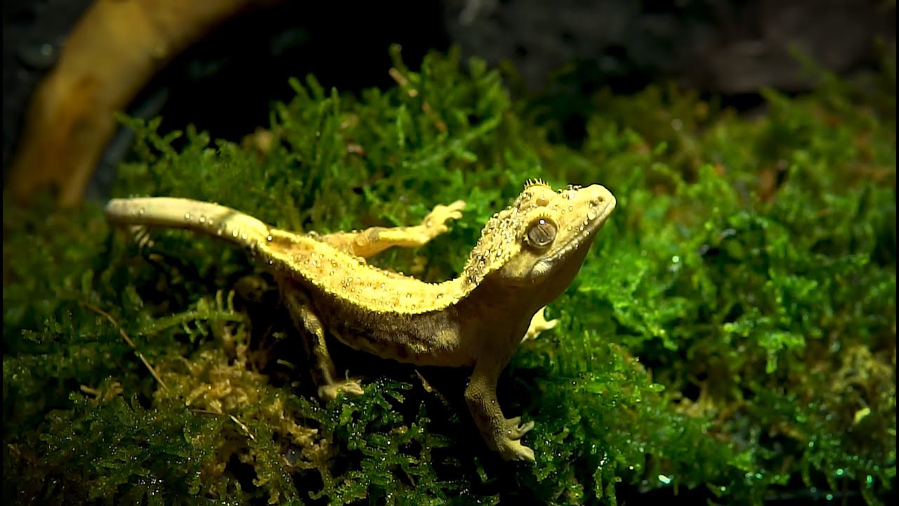 Merry Christmas from ReptiZoo🎅🏻🎄