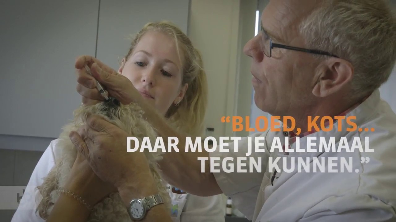 Praktijkleren: Dierenartsassistent Paraveterinair