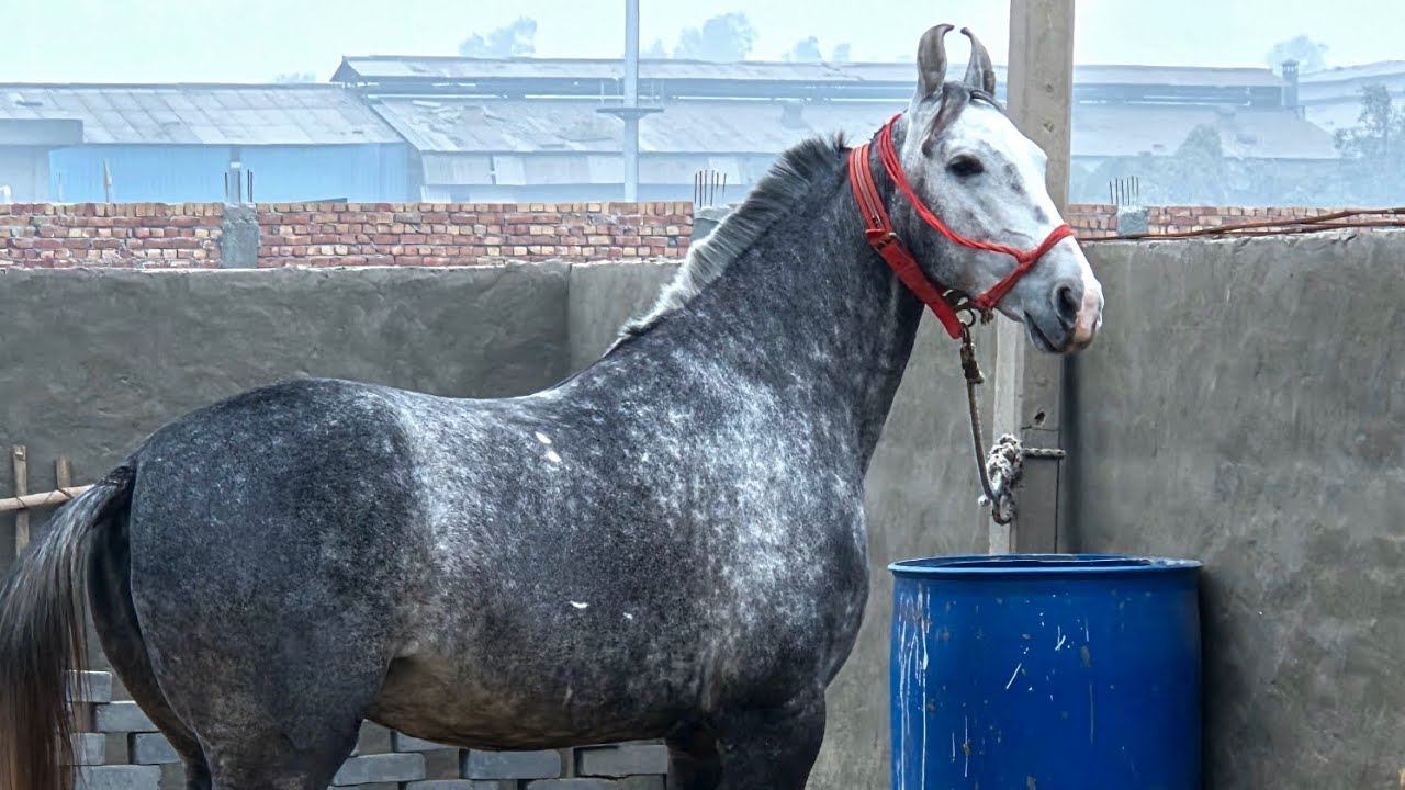  हमारे फार्म पर आई पहली घोड़ी 🐴 First mare at our farm #dineshhoodaphotography 