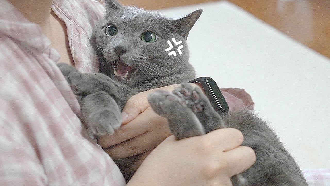 한달만에 다시 짜는 항문낭, 이번엔 먼지도 화났어요ㅠㅠ