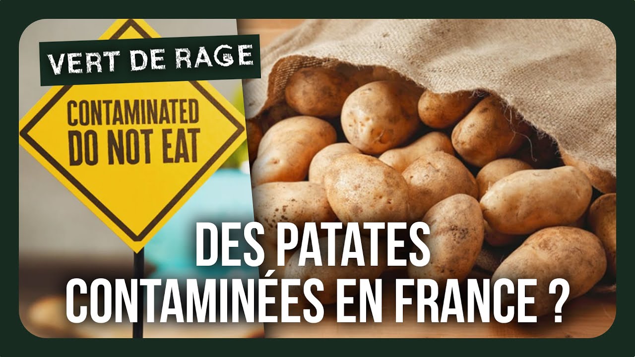 Cadmium : ce poison caché qui contamine les pommes de terre