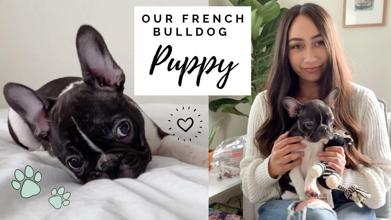 WE GOT A FRENCH BULLDOG PUPPY!! First Week Home!