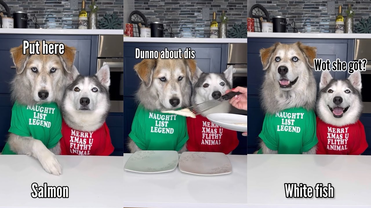 Dogs Try Different Foods