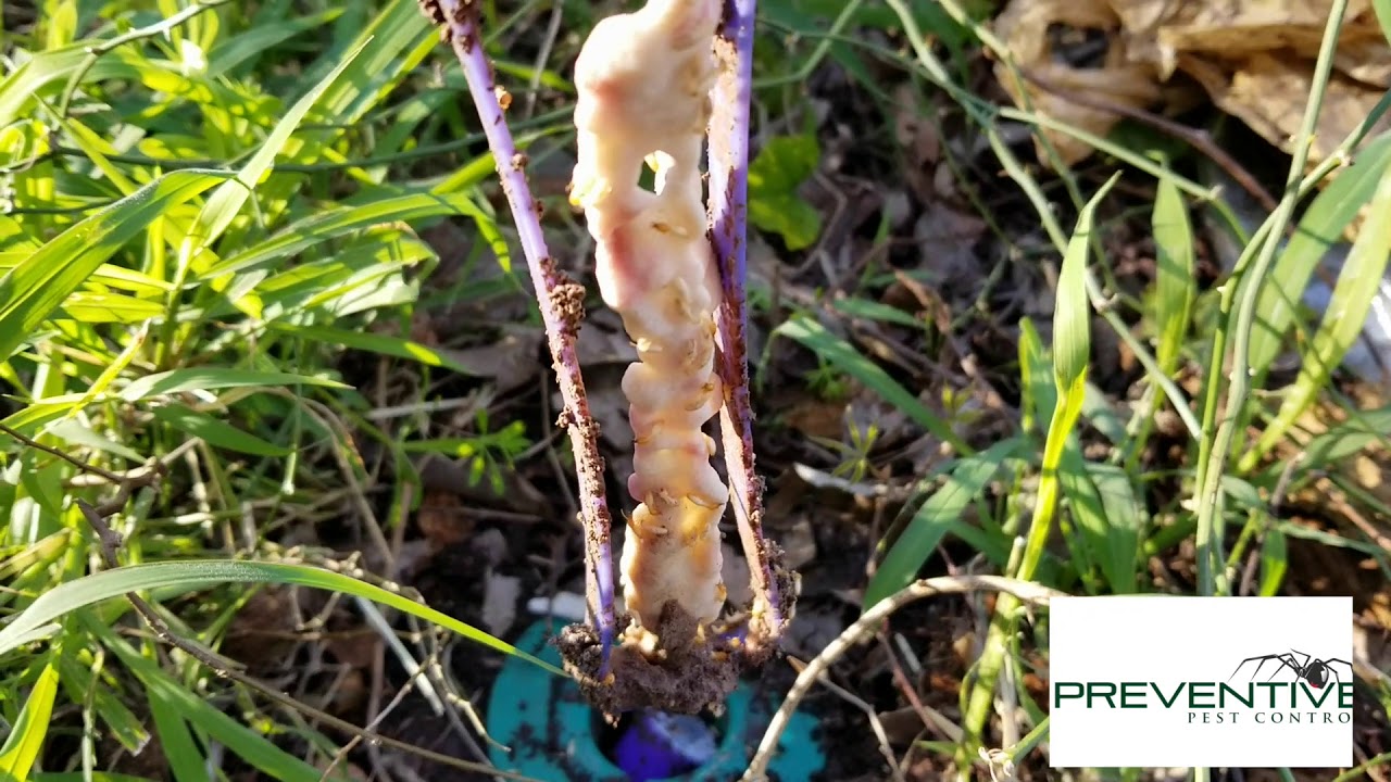 Formosan Termites on Sentricon Bait Station