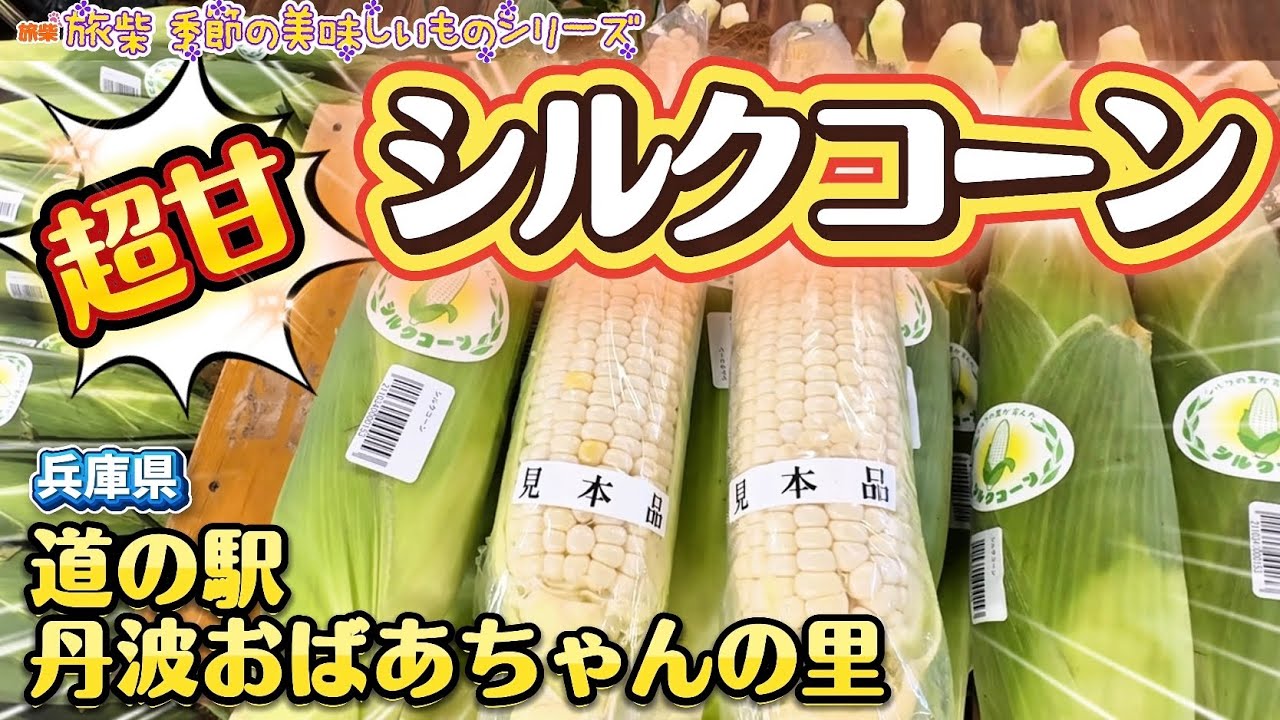 超甘い!！兵庫県産シルクコーンを買いに行ってきました！【キャンピングカーで柴犬たちと行く】