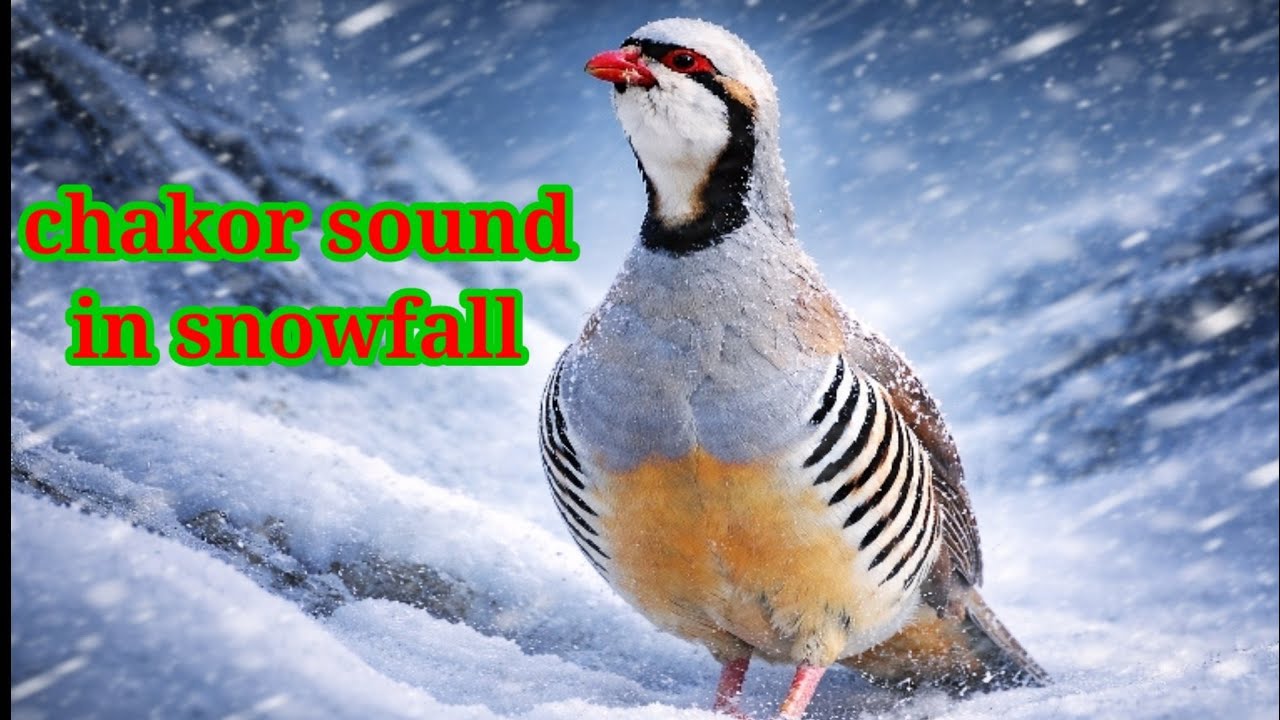 Chakor Bird in Snowy Mountains | Cold Wind Sound | Deep Relaxation & Nature Therapy