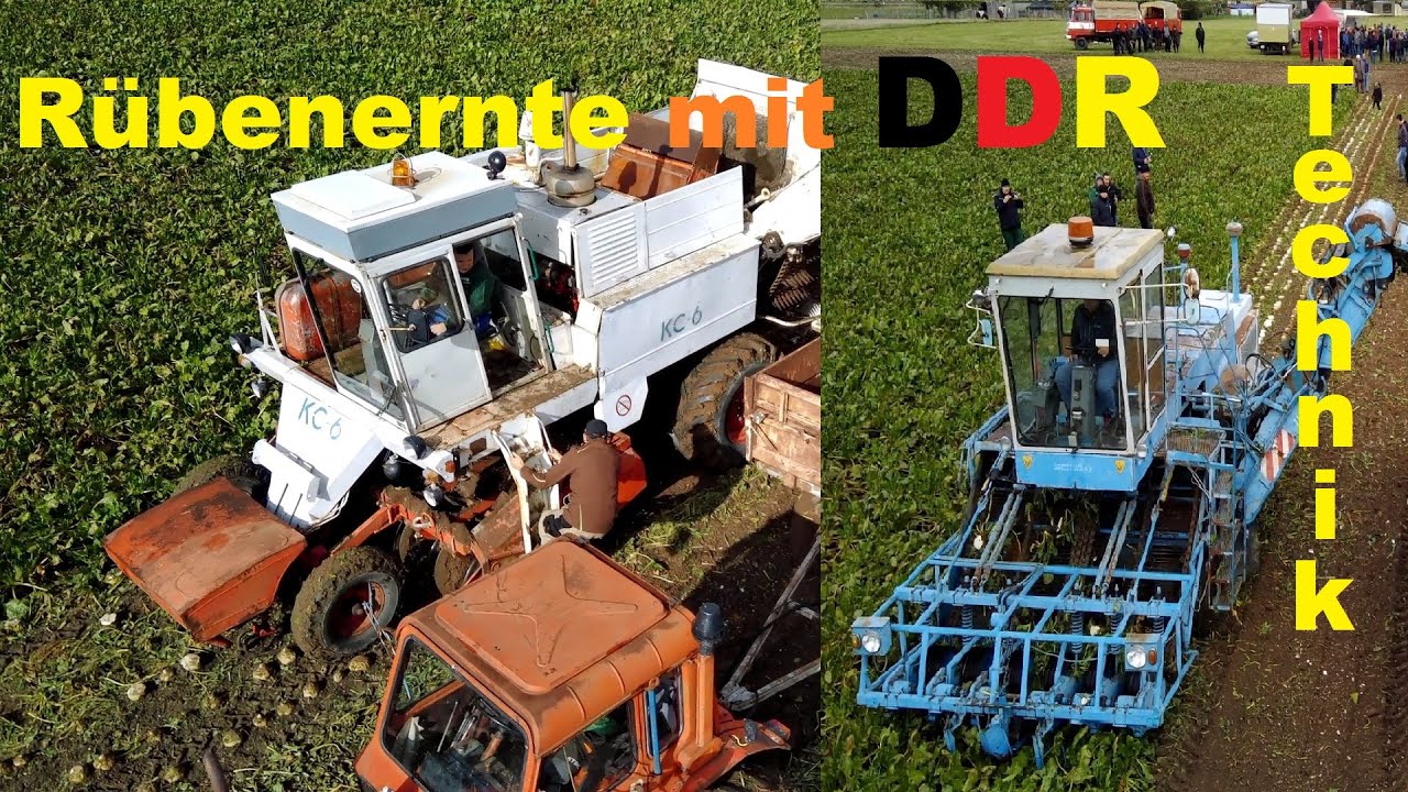 Rübenernte mit DDR Technik 2024