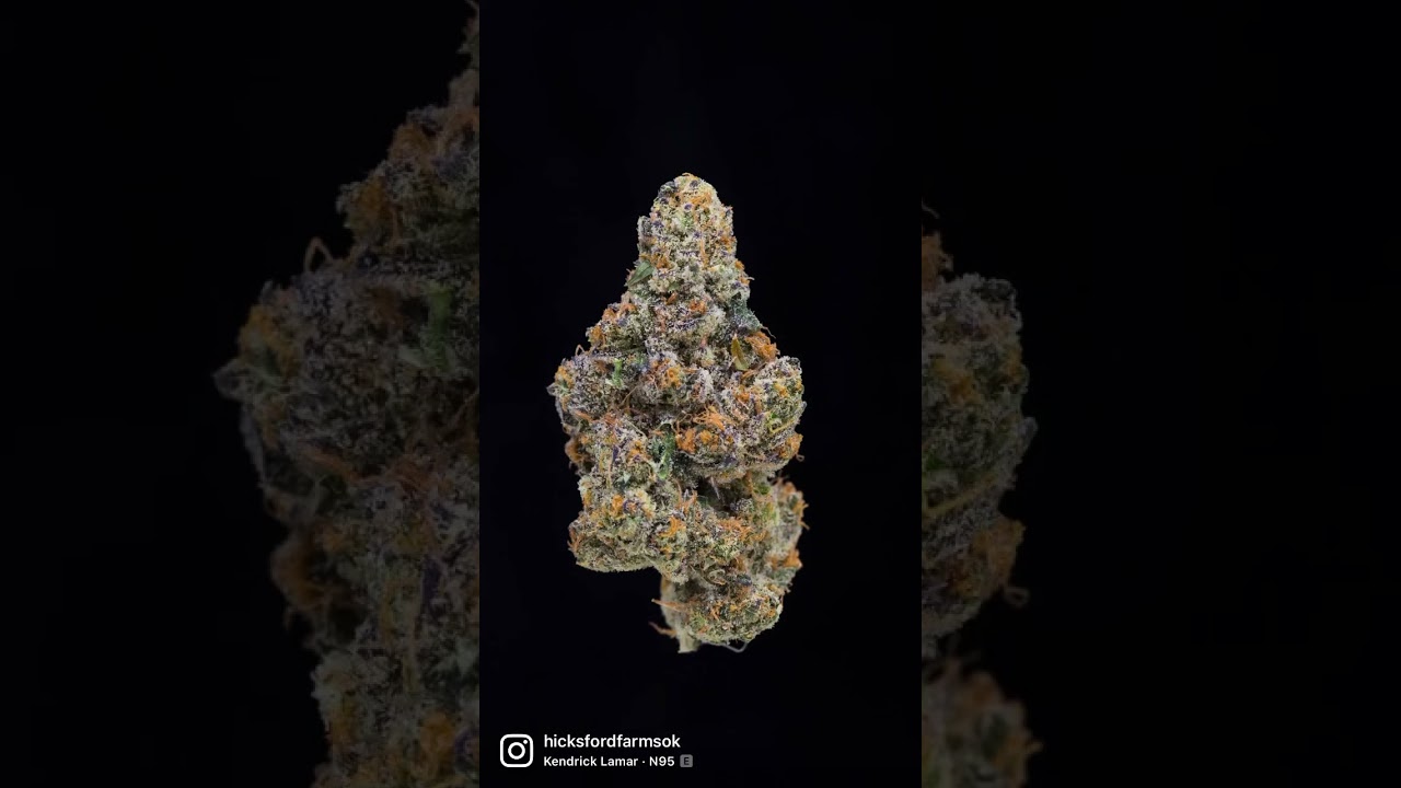 Kosher Kush Breath by Hicksford Farms.