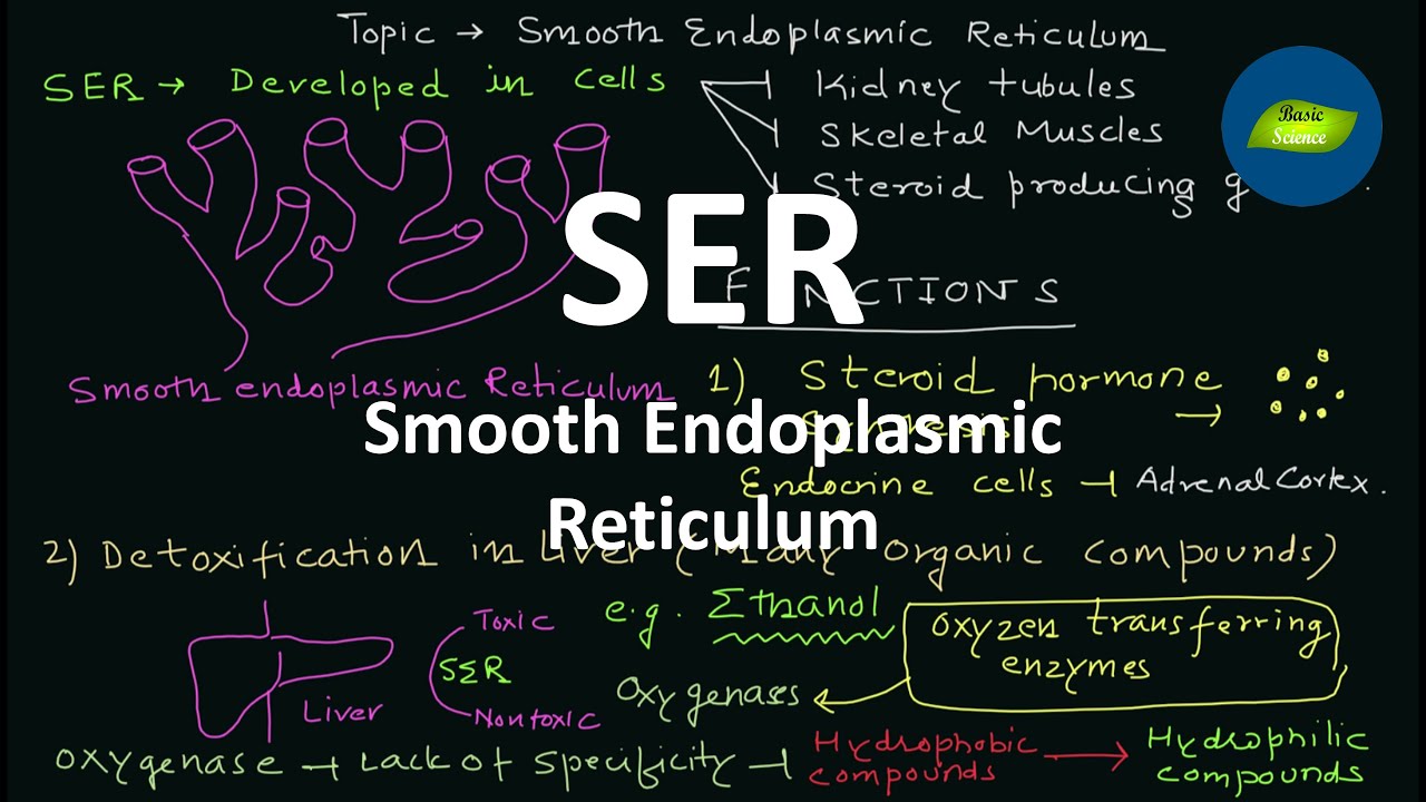 The Smooth Endoplasmic Reticulum | Structure | Function | Cell Biology | Basic Science Series
