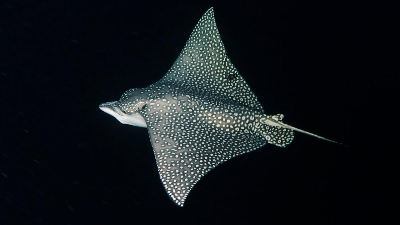Eagle Rays Athuruga Night Snorkeling 
