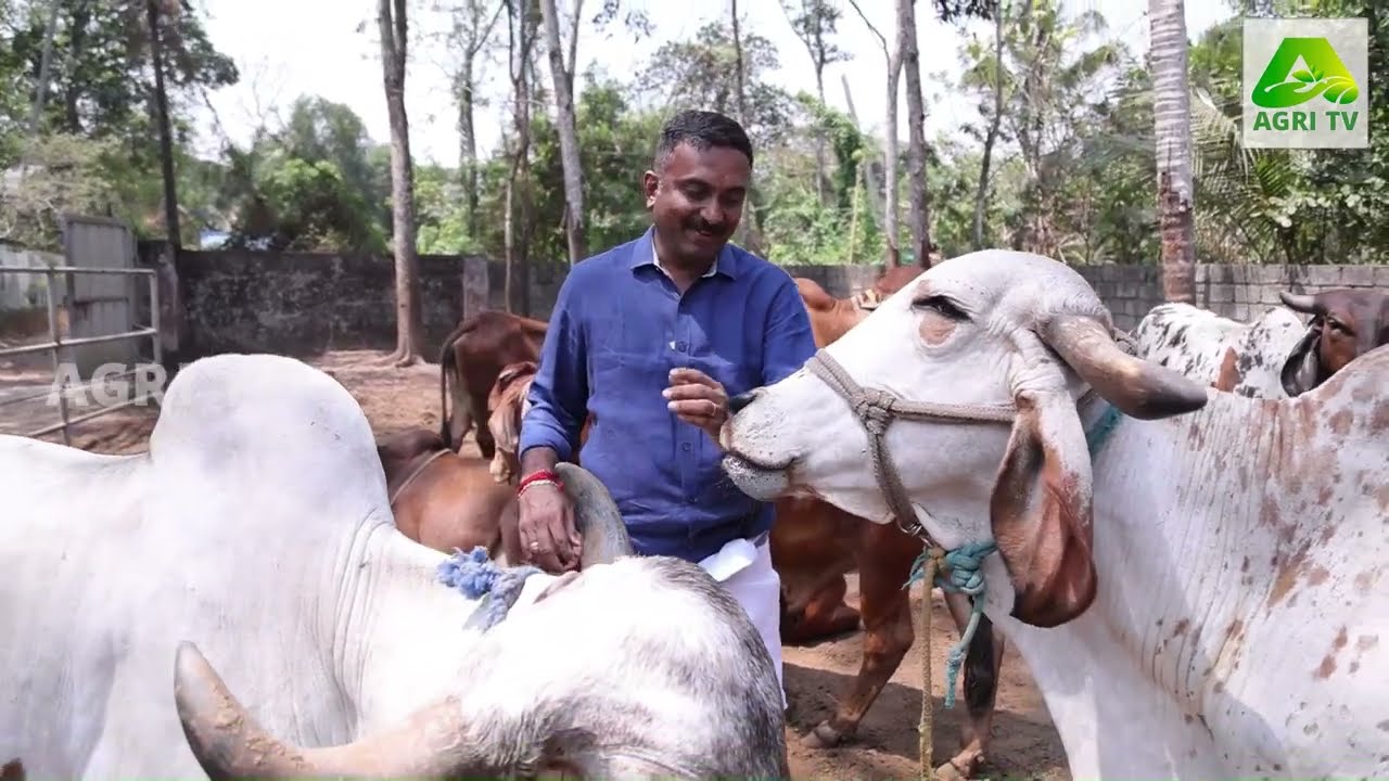 നാടൻ  പശുക്കളുടെ സ്വന്തം മൂകാംബിക ഗോശാല - Indian Breed Cow Farm Kerala , Alappuzha