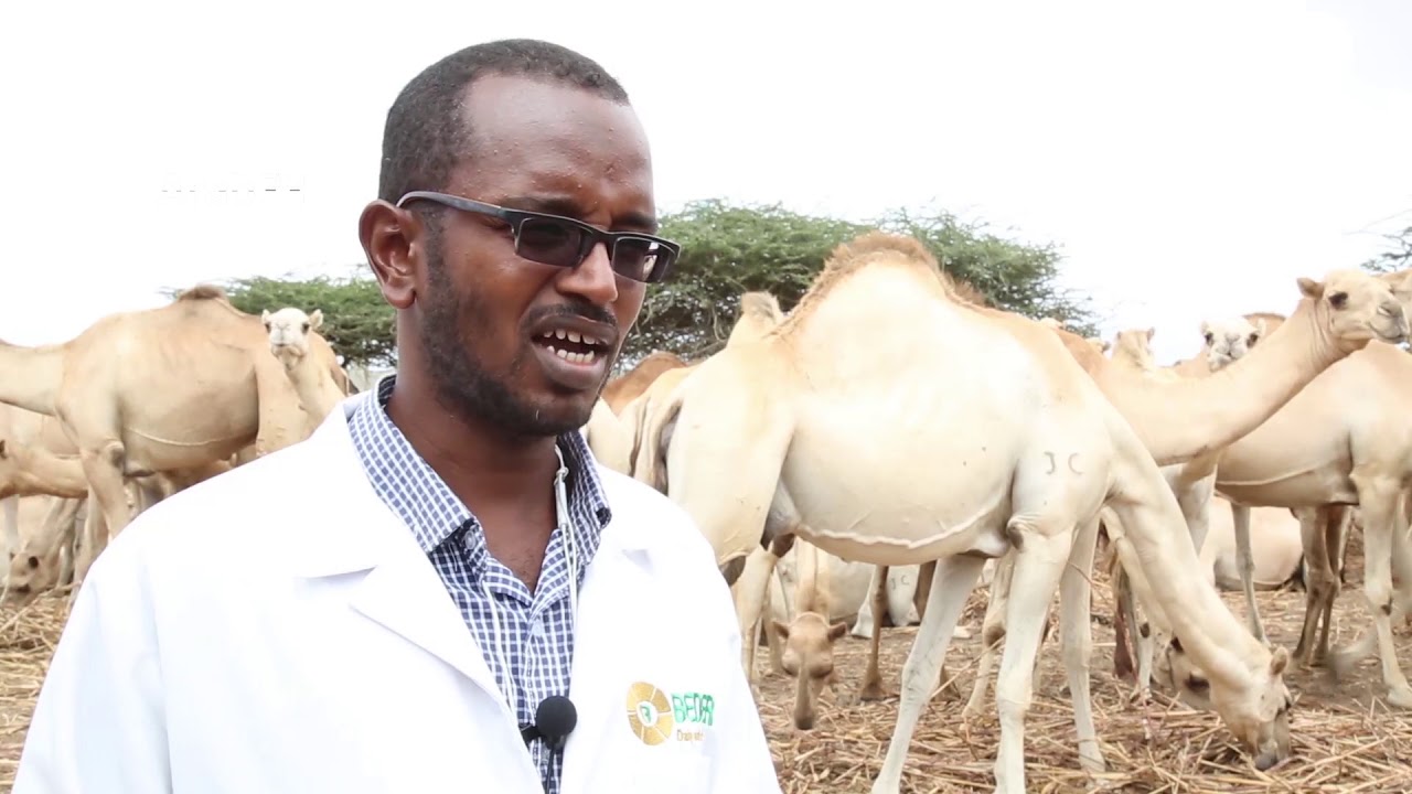 Somalia| Camel breeding farms spread in Mogadishu