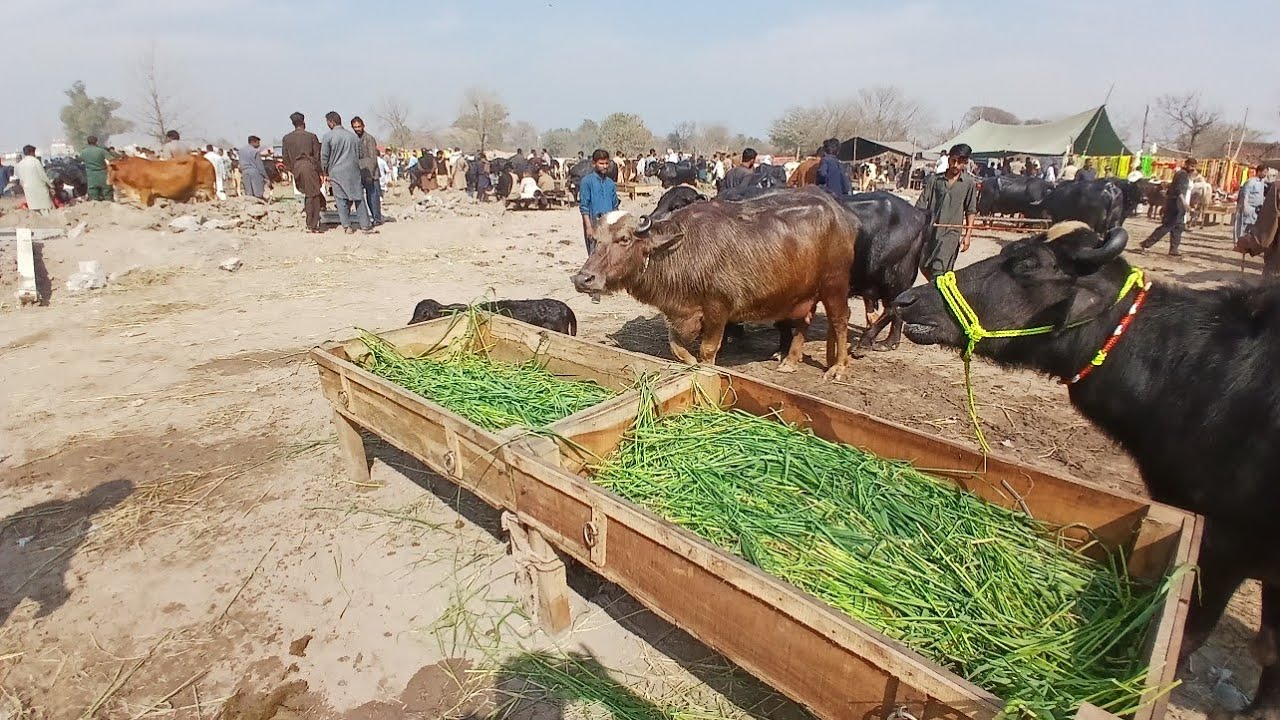 Gujarat Mandi Punjabivlog16l2l2026