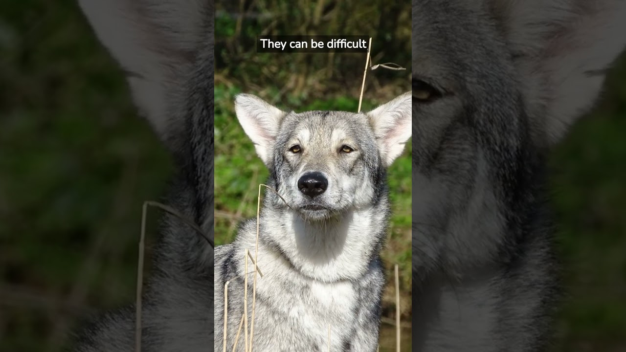 Wolf Hybrid: Is Owning a wolf hybrid  illegal ?