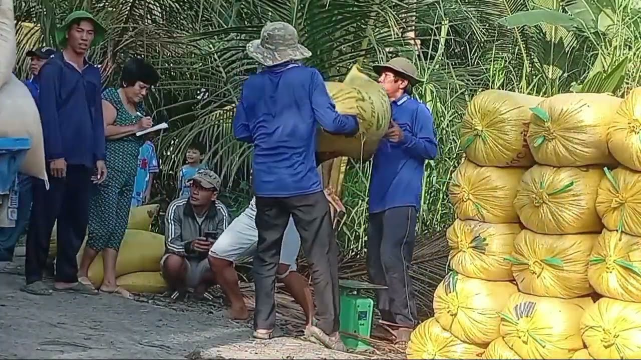 Cắt lúa mùa đông xuân 2026