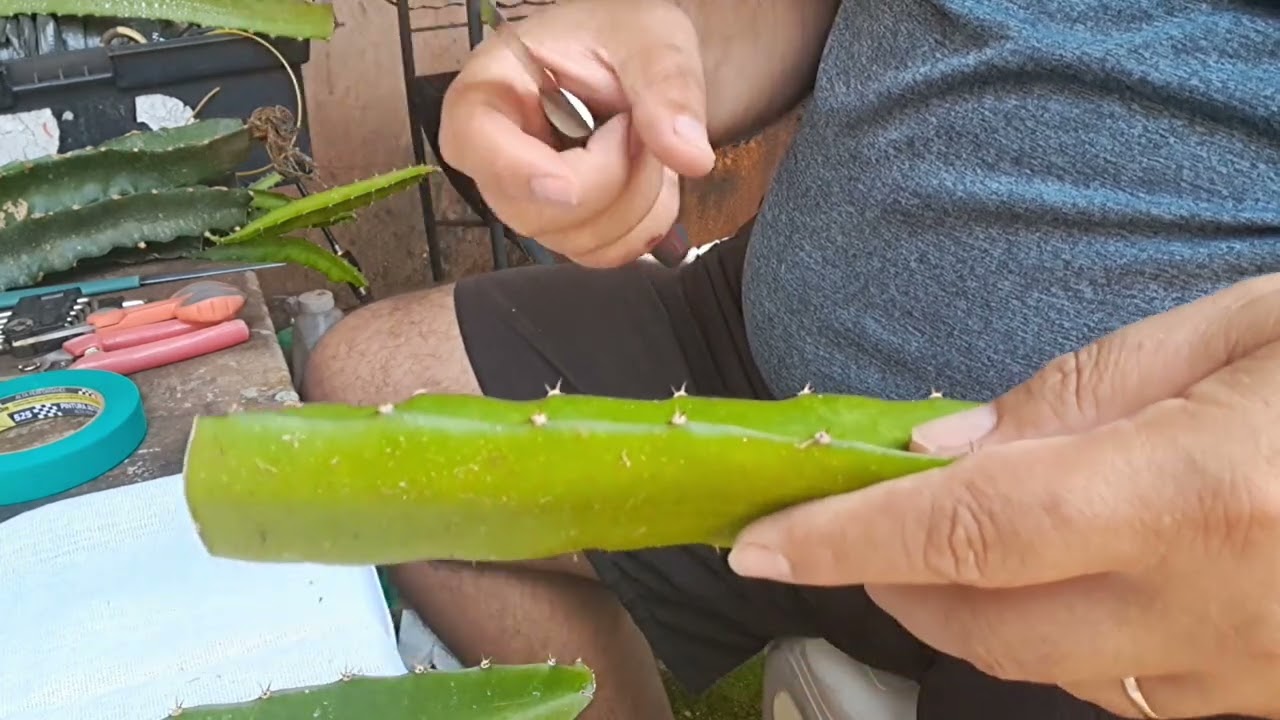 Bora de enxertos...