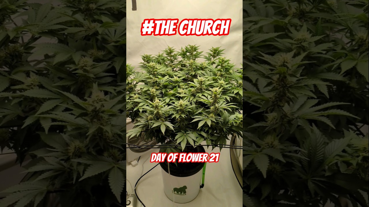 Start vs. Stretch &ndash; early flower vs week 3!