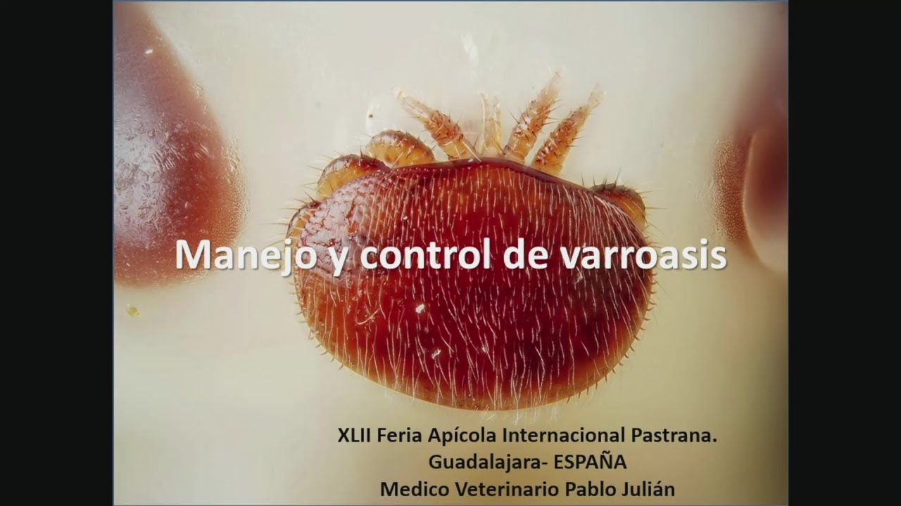 Manejo y control de varroasis