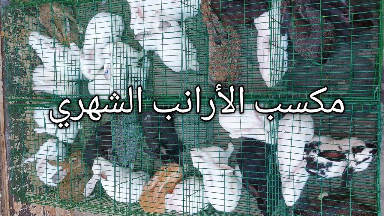 بدايتنا مع مشروع الأرانب ان شاء الله