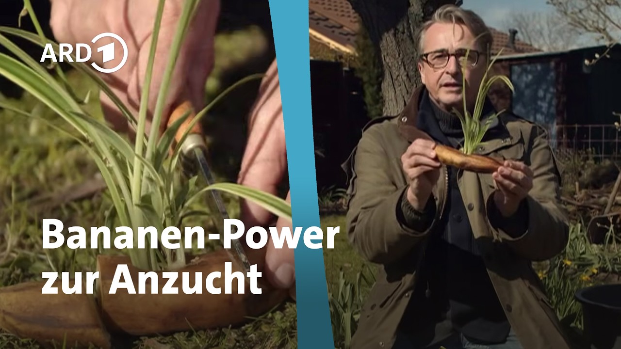 Stecke einen Ableger in eine Banane - dann passiert das! I Horst sein Schrebergarten | rbb