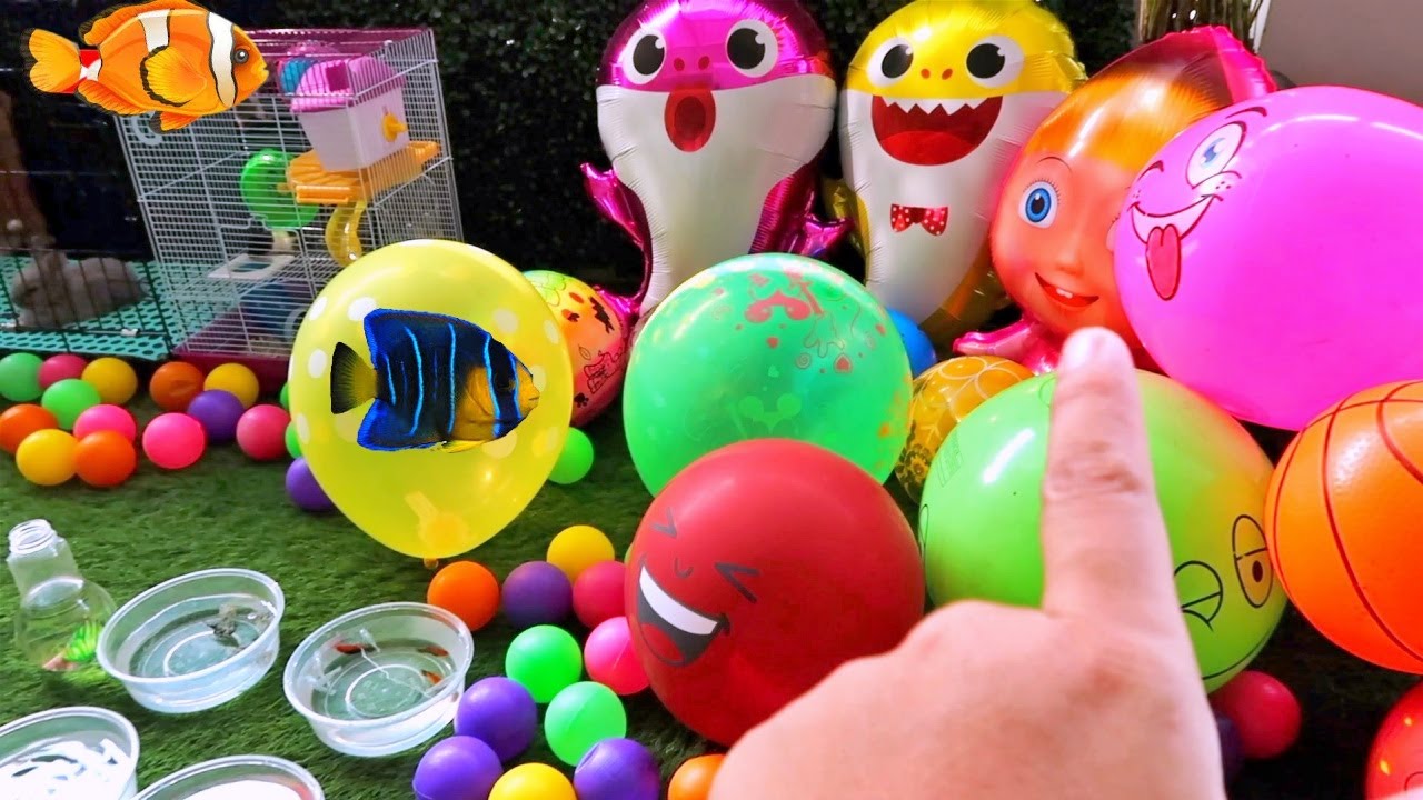 Hore... Mencampur Banyak Ikan Hias Ke Aquarium !! Meletus Balon Isi Jajanan Permen Unik 288