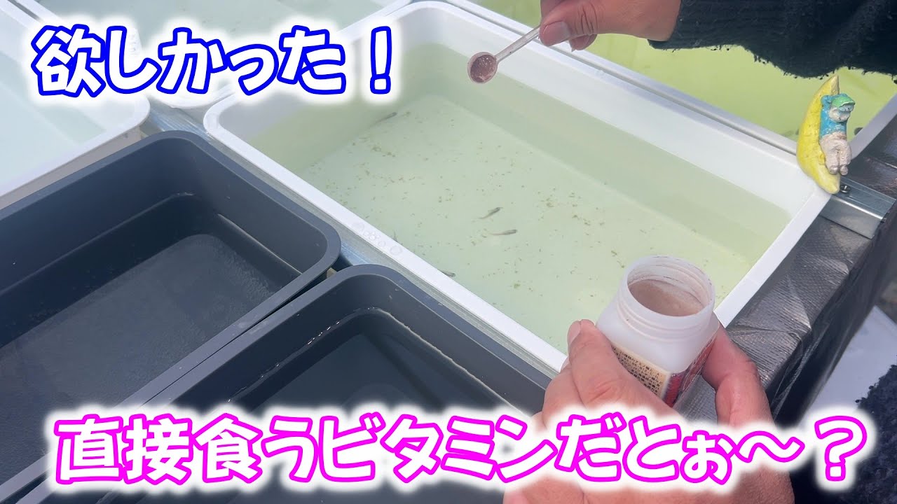 【めだか】こういうビタミンが欲しかった！メダカが直接食うビタミン。Ｂ型おやじ　2026年　1月　24日　投稿
