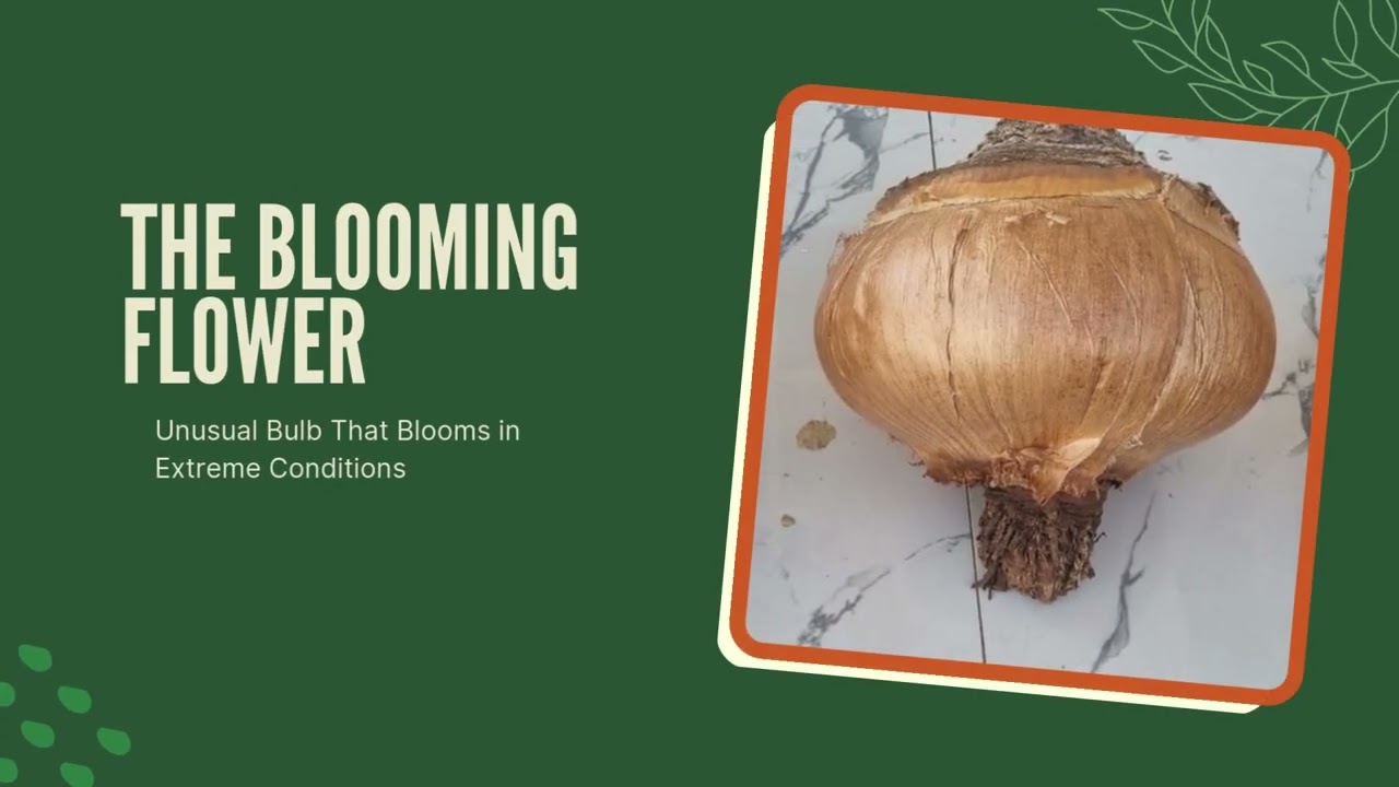 Boophone haemanthoides #RareBulbs #exoticplants  #plantcare