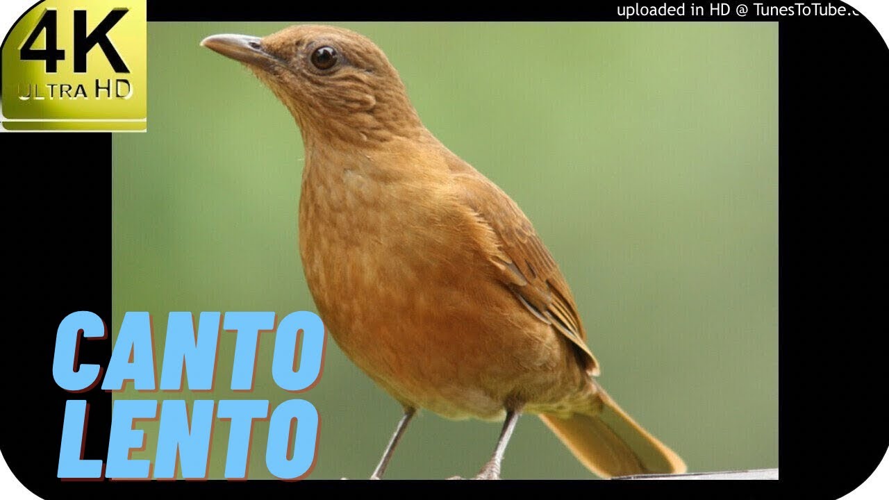 Encarte sua sabia da mata com o melhor canto da sabia | canto lento da sabia verdadeiro 5%LENTO