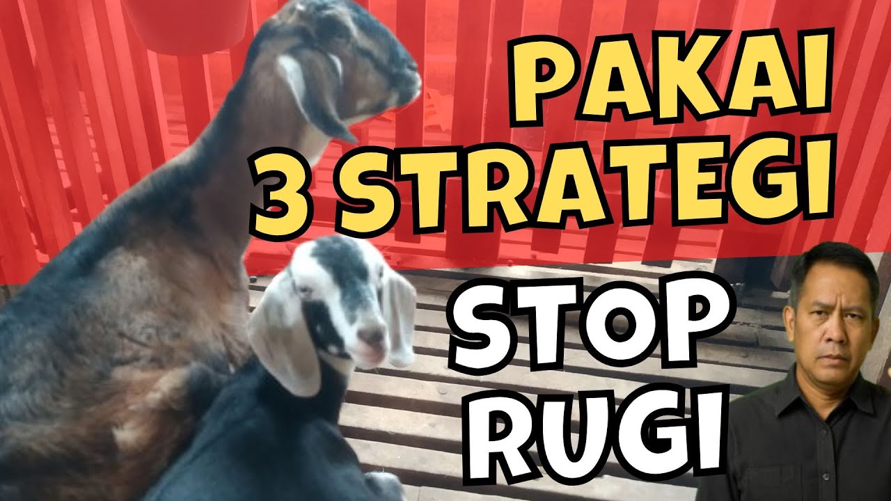 3 Rahasia Sukses Breeding Kambing Yang Jarang Diketahui