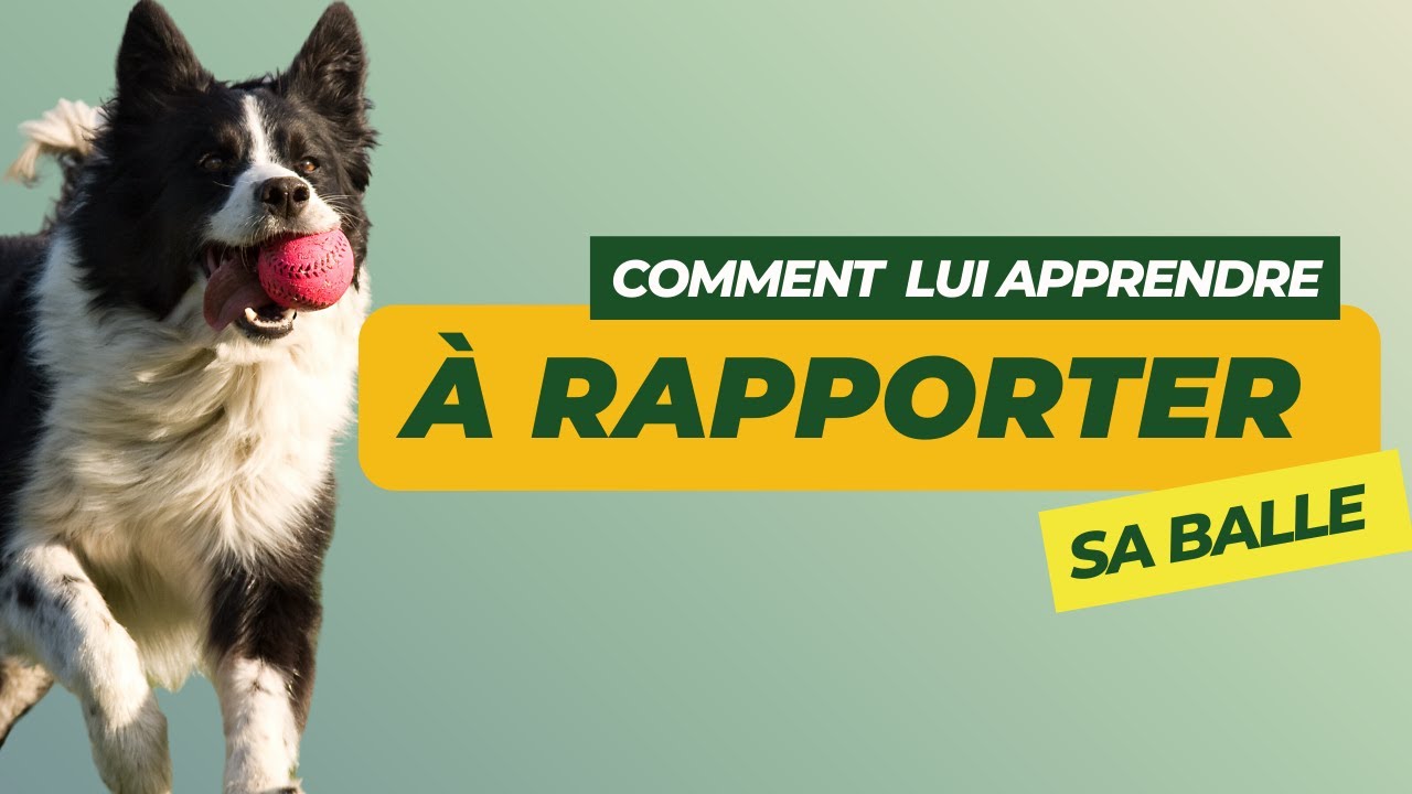 Comment apprendre à mon chien à rapporter la balle ? 🐶🎾🤲