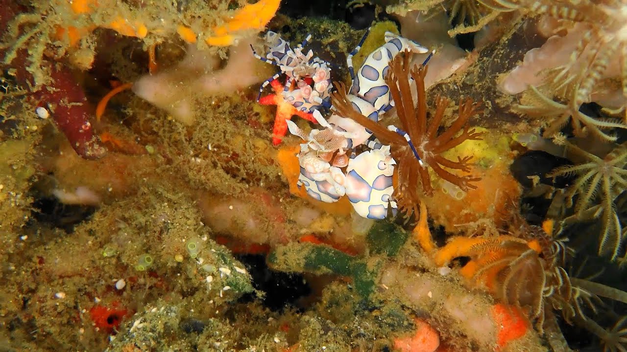 2025 Diving holiday at Sali Bay and Black Sand Dive Retreat