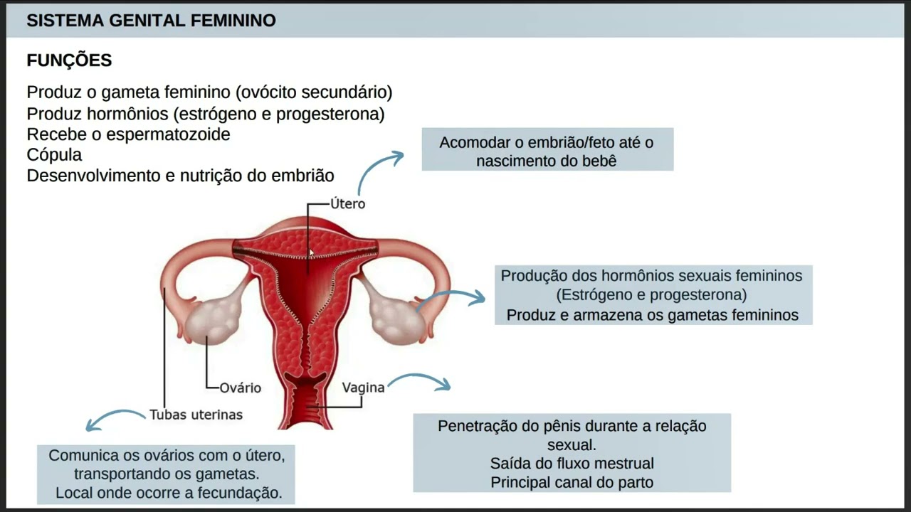 Embriologia: Sistema genital feminino, ovário, folículos e ovogênese