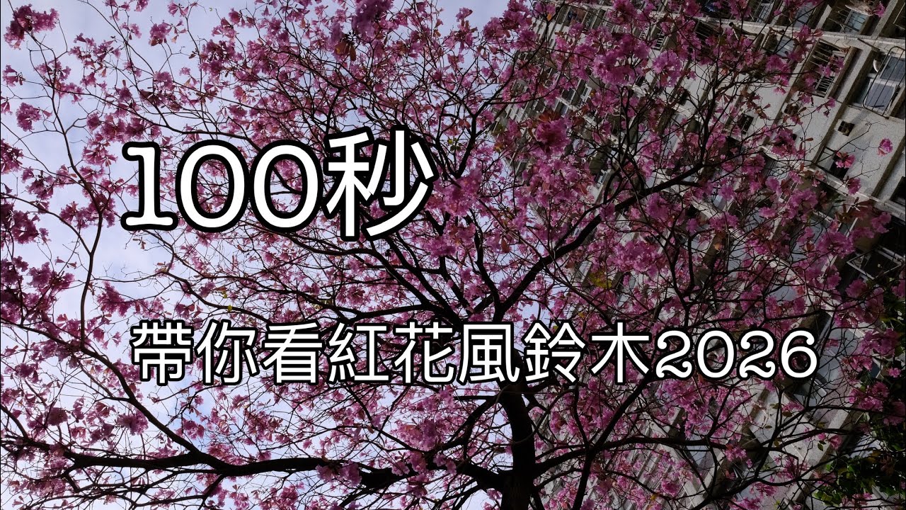 【4K】100秒帶你看紅花風鈴木2026