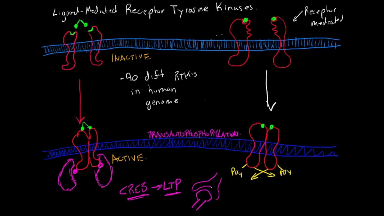 Receptor Tyrosine Kinases