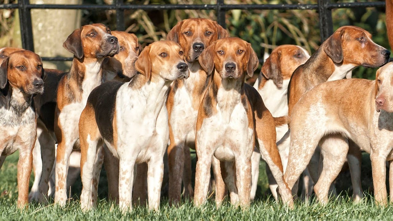 American Foxhound: Athleticism, Endurance, and Gentle Temperament
