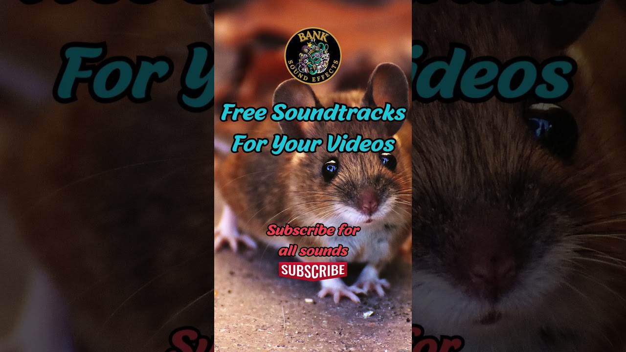 Animal Mouse Squeaking Sound Effects No Copyright 