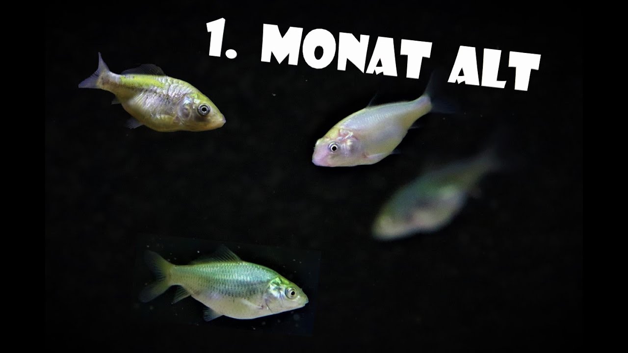 Koi züchten - Baby Koi Entwicklung nach einem Monat