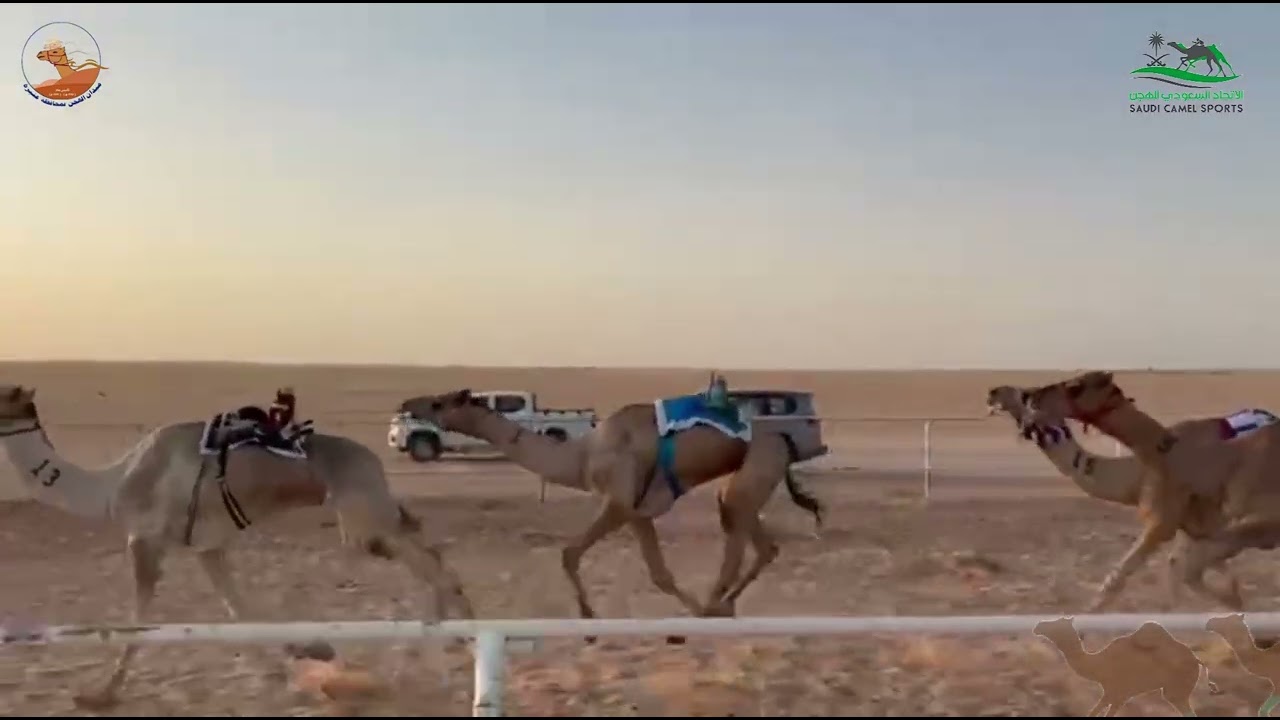 الشوط الاول زمول / عتيم احمد بن سمحيان العنزي