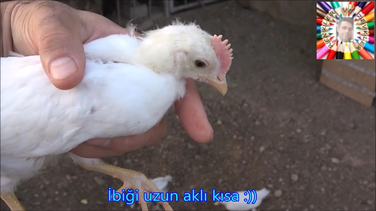 Büyük Kuluçka Şenliği (5. Bölüm) 🥚🐣🐥
