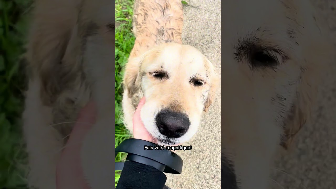 Semaine 11/53 #dogshorts #dogvlog #dogstory #dogadventures