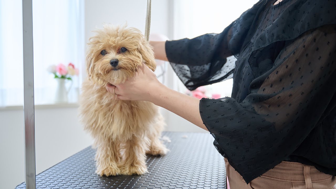 マルプーの子犬の生まれて初めてのトリミングは意外にも・・・