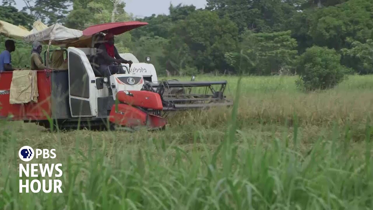 How efforts to send Haiti cheap rice made it hard for the nation to produce its own