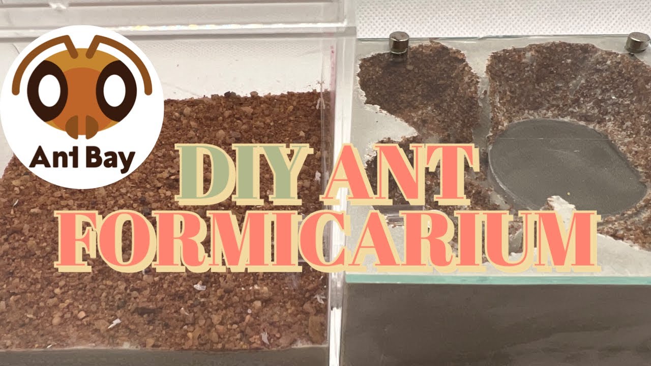 DIY Ant Nest How to make Ant Gypsum Formicarium