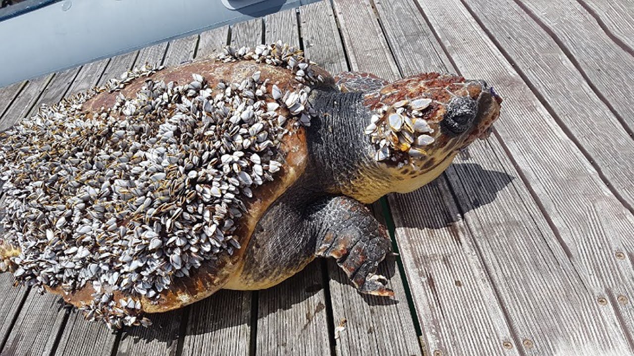 Sea Turtles Trapped In Barnalcle And Banalcles Removal Exciting